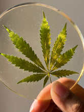 Load image into Gallery viewer, Crystal-clear resin coaster encasing a pressed hemp leaf, with a smooth, glossy finish and detailed leaf structure.