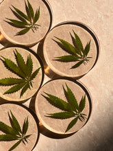 Load image into Gallery viewer, Closeup of a set of 6 round coasters with real pressed and preserved hemp leaves encased in resin