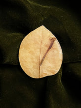 Load image into Gallery viewer, Bougainvillea Brooch Pin -1
