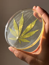 Load image into Gallery viewer, Hand holding a round coaster with a pressed hemp leaf, set against a clear resin background and illuminated by natural light.
