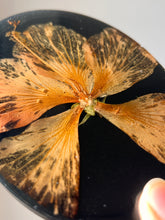 Load image into Gallery viewer, Close-up of a bold hibiscus flower and its pollen stem, elegantly preserved in a glossy black oval coaster, perfect for home décor
